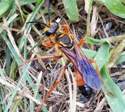 Gold Digger Wasp Photo: Kathryn Green