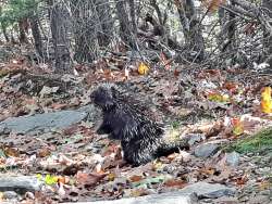 Porcupine Photo: Clare Lise Kelly