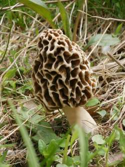 Yellow Morel Photo: Charlie Schwarz