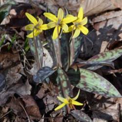 Trout Lily Photo: AM Dannis