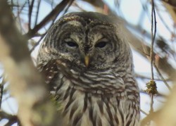 Barred owl Photo: Karinne Heise