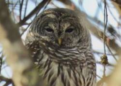 Barred owl Photo: Karinne Heise
