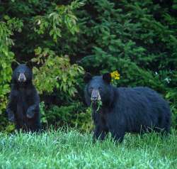 Bears Photo: Sandy Dannis