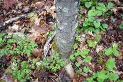 Black cohosh mix Photo: Geoffrey Bluh