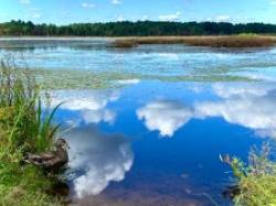 Black duck Photo: Jenn Merlan