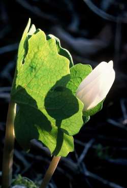 Blood root Photo: Dave Spier