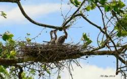 Blue Heron Photo: Barb Regan