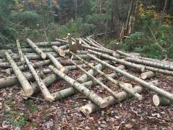 Brush pile Photo: Tom Grett