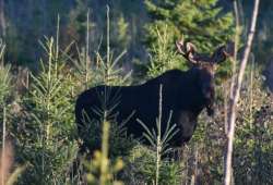 Bull moose Photo: Lonnie Jandreau