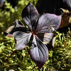 Bunchberry and seeds Photo: Sandy Dannis