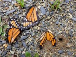 Butterfly remains Photo: Frank Kaczmarek