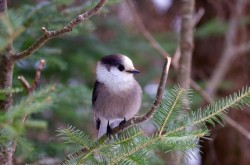 Canada jay Photo: Tom Grett