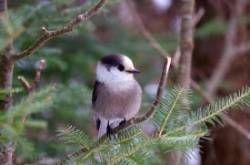 Canada jay Photo: Tom Grett