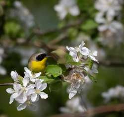 Common yellowthroat Photo: Larry Litke