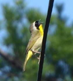 Common Yellowthroat Photo: Gordon Gould