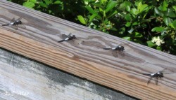 Corporal dragonflies Photo: Eric D’Aleo