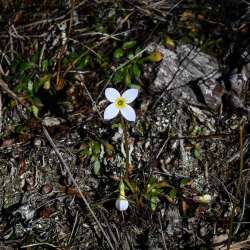 Bluet Photo: Sandy Dannis