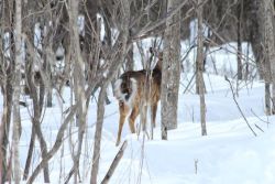 February 2016 Photo: Michael Gudreau