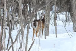 25_deer_yard_gudreau0964.jpg