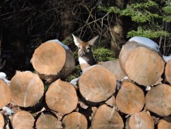 Doe Behind Woodpile Photo: Mark Runquist