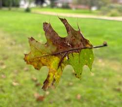 Falling leaf Photo: Katie Fretwell