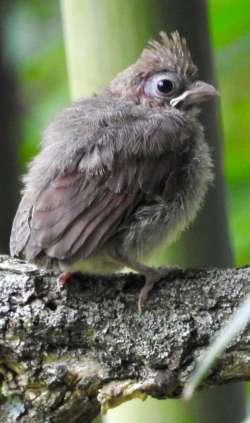 Fledgling cardinal Photo: Kathleen Bross