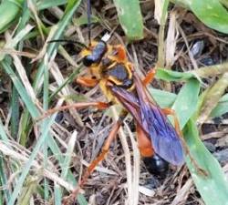 Gold Digger Wasp Photo: Kathryn Green