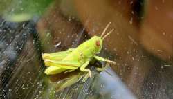 Grasshopper Photo: Andrei Burnin