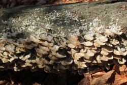 Growth on Log Photo: John Blaser