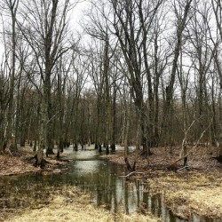 High Water Forest Photo: Marian Feldman