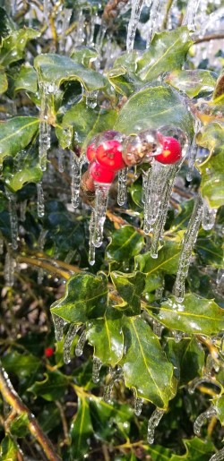 Frozen Holly Photo: Robert Becker