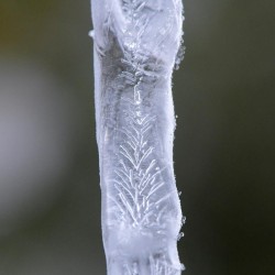 Ice Sculture Photo: AM Dannis