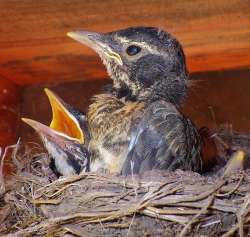 robin chicks 3 Photo: Frank Kaczmarek