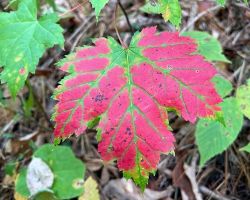 Maple colors Photo: Sheri Larsen