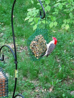 25_may_woodpecker.jpg