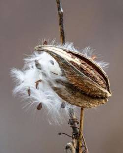 25_milkweed_aa.jpg