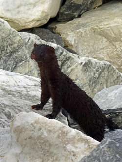 mink on rocks Photo: Sheri Larsen