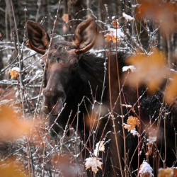 Moose Photo: AM Dannis