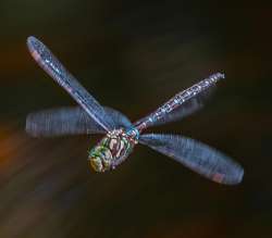 Mosaic dragonfly Photo: Steve Arcone