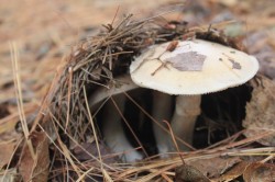 Mushroom Breaking out Photo: John Blaser