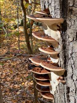 Mushroom ladder Photo: David Humphrey