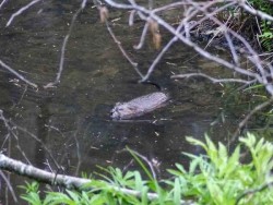 25_muskrat_swimming_sm.jpg