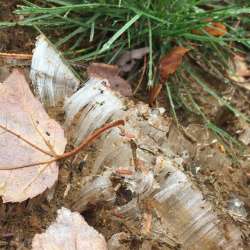 Needle ice Photo: Carol Conant