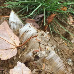 Needle ice Photo: Carol Conant