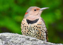 Northern Flicker Photo: Karinne Heise