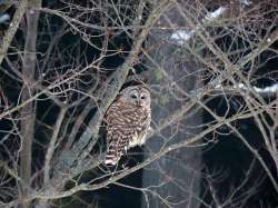 Owl at feeder Photo: Deb Clough