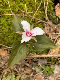 Painted trillium Photo: Jonas Gerson