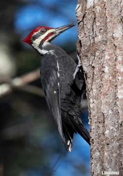 Woodpecker Photo: Jackie Robidoux