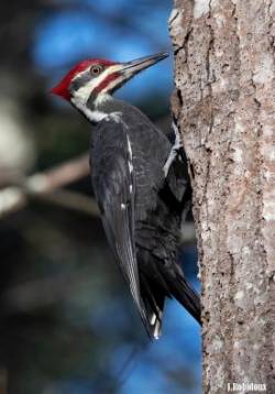 Woodpecker Photo: Jackie Robidoux