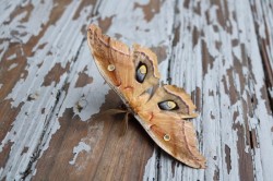 Polyphemus moth Photo: Diana Dube